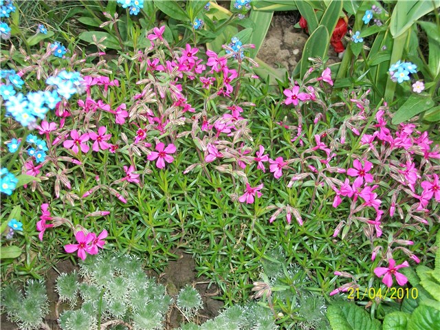 niski floks - lat. phlox subulata